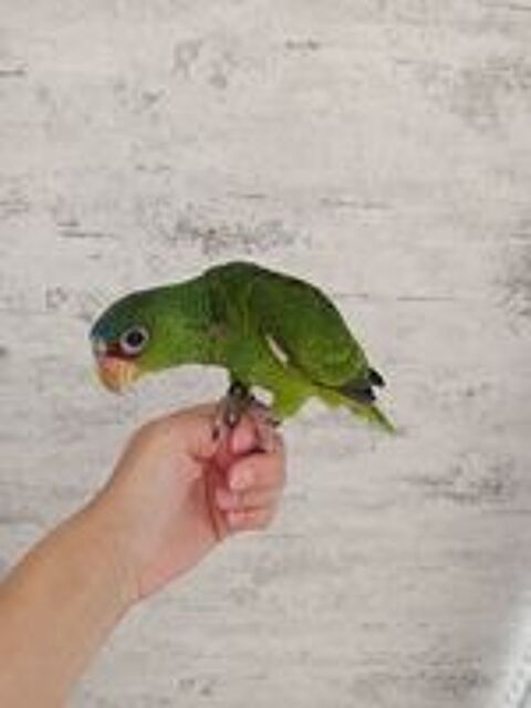   Perroquet Amazone EAM  