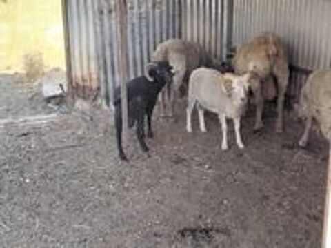   Donne 2 moutons d ouessant  mâles  
