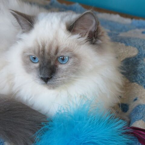 chatons ragdolls 950 31530 Bellegarde-sainte-marie