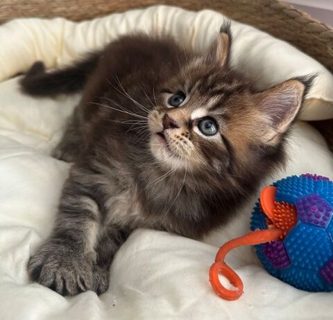 Chaton mâle Maine Coon LOOF à réserver. Gros gabarit. 1300 35000 Rennes