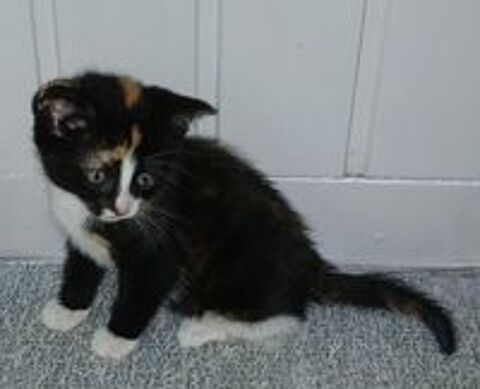   Superbe chaton 