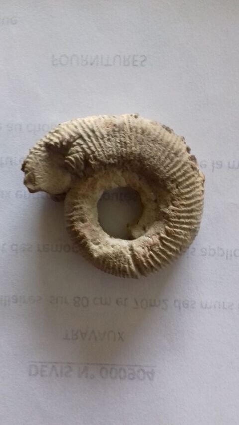 Ammonite de 4,8 cms trouve  Theziers 10 Thziers (30)