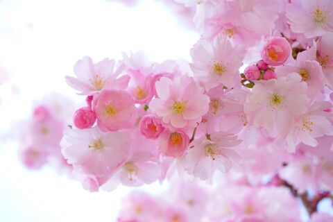 COURS DE JAPONAIS EN LIGNE 0 34980 Montferrier-sur-lez