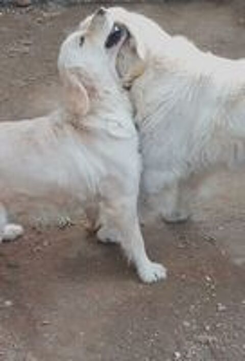   Magnifique Golden retriever pour la saillie 