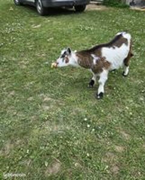   Bouc nain de 5 mois 