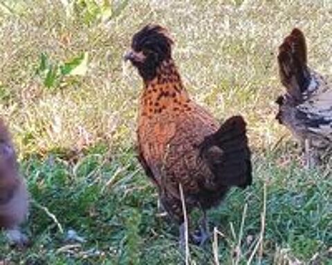   Jeune poule d ornement  
