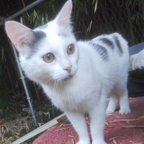 OREO tendre adulte à l'adoption 1 26780 Espeluche