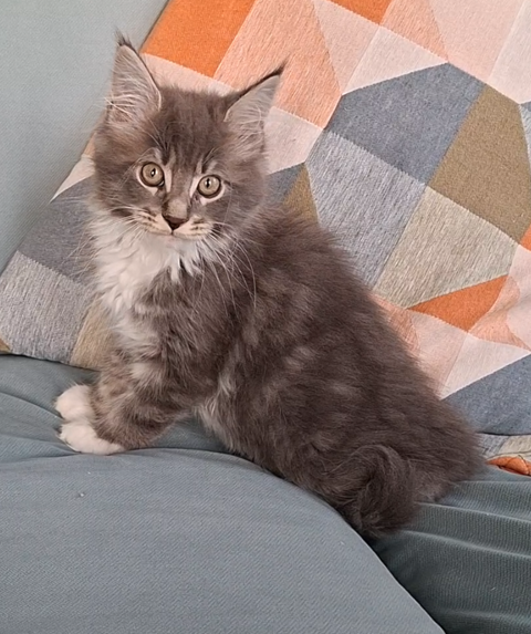 chaton m&acirc;le Maine Coon LOOF 950 83000 Toulon