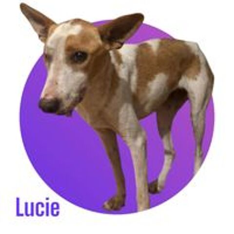   Lucie cherche sa famille pour la vie, une famille adaptée à son traumatisme 🙏🍀 