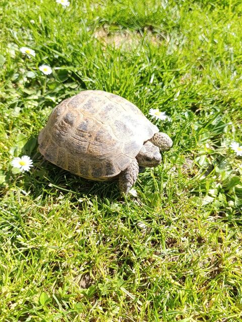 Tortue de terre 200 33670 Cr�on