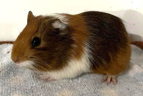 B&eacute;b&eacute;s cochons d'Inde m&acirc;le 30 38630 Les aveni�res