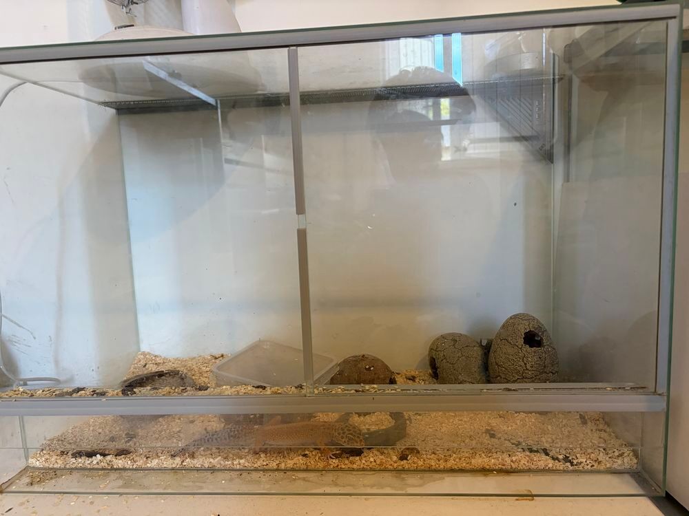   Femelle geckos + terrarium pix négociable  
