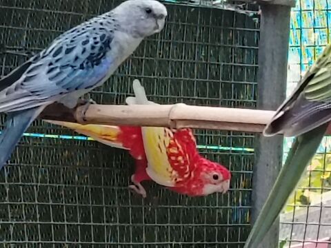 Perruches omnicolor 80 42740 Saint-paul-en-jarez