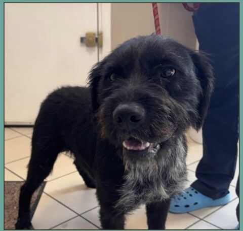 VADOR m&acirc;le type griffon 1 an 250 17360 Saint-aigulin