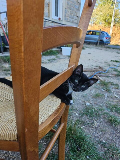 Adorables chatons sociables. 0 63390 Espinasse
