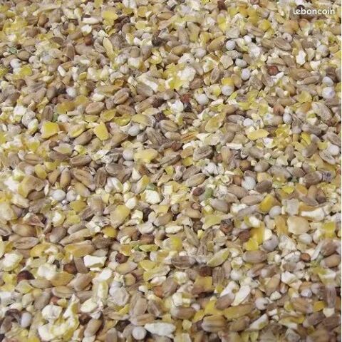 Graines bl&eacute; orge ma&iuml;s tournesol 1 88310 Cornimont