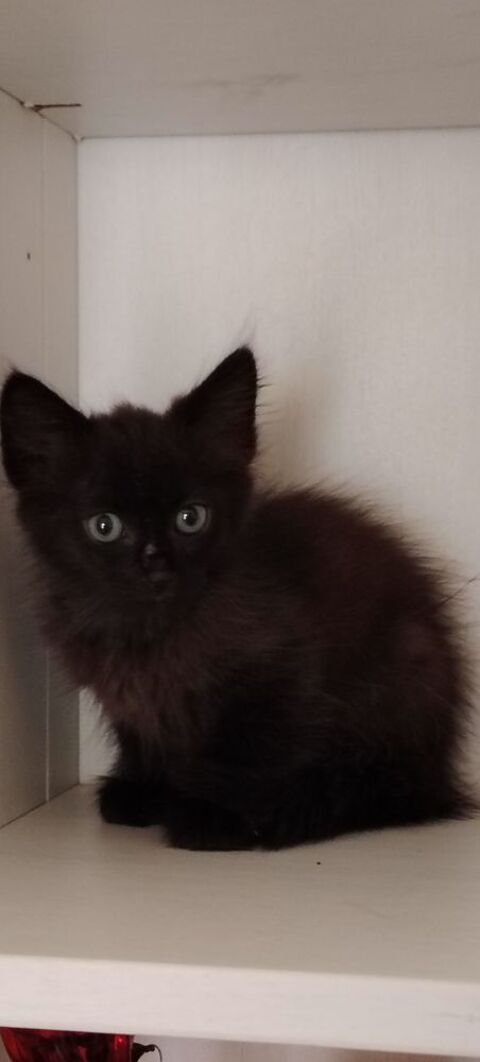 chaton angora  0 64420 Soumoulou