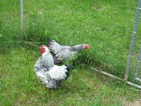 couple de wyandotte 40 81800 Loupiac