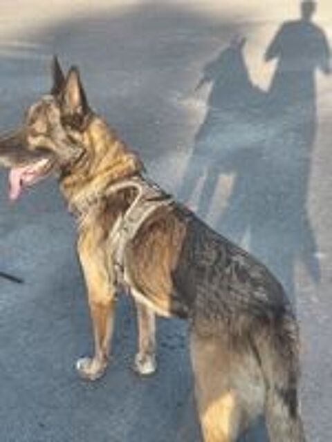   berger belge malinois 