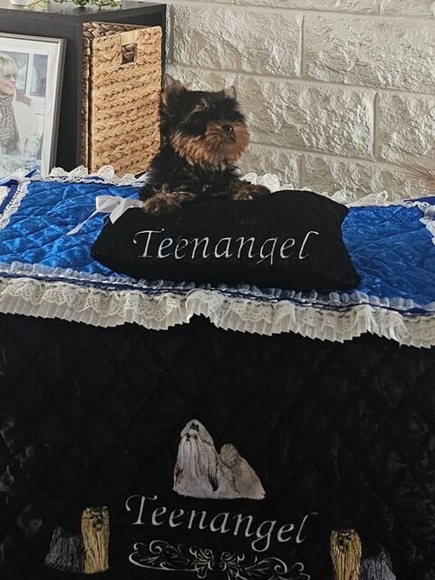 Propose superbes chiots mâles yorkshire terrier 1500 69330 Meyzieu