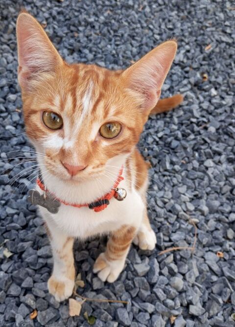 Donne chat 0 66170 Saint-fliu-d'avall
