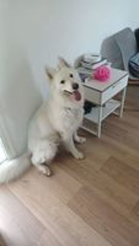   Snow, 4 ans, cherche de bons adoptants  