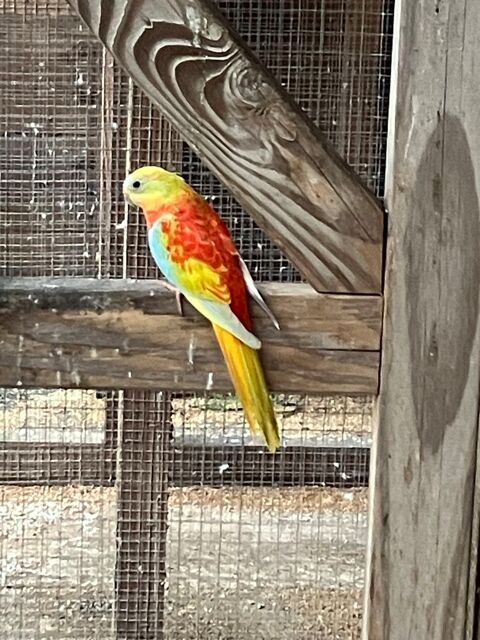 Perruche Turquoisine Opaline 40 44130 Blain