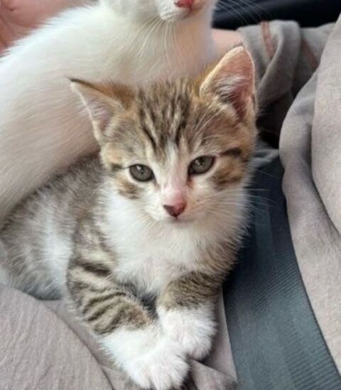 ADORABLES CHATONS NES LE 1ER MAI 2026 SEVRES ET VERMIFUGES
0 93140 Bondy