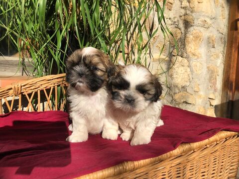 CHIOTS SHIH TZU INSCRIT AU LOF DISPONIBLE DE SUITE. 1450 66000 Perpignan