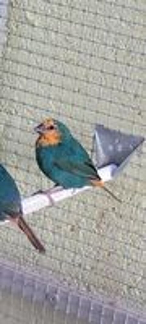   Pape de Nouméa  