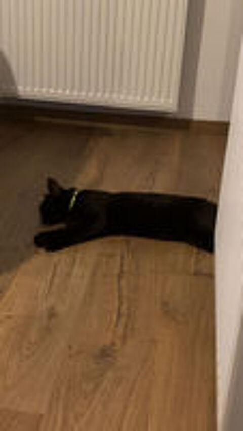   don chat mà¢le 