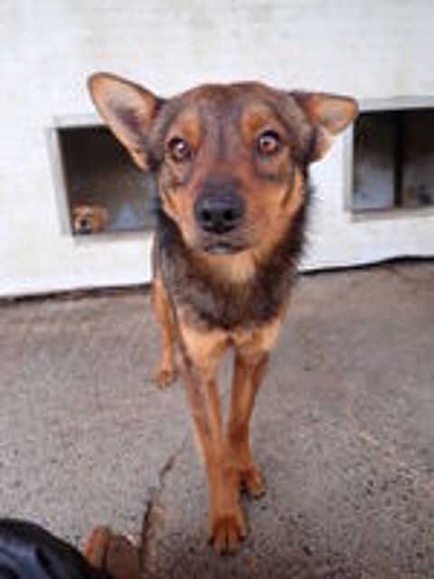   Sami à l'adoption 