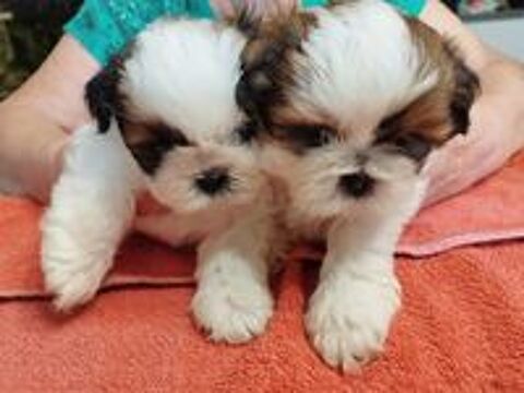   Femelles shih tzu à réserver 