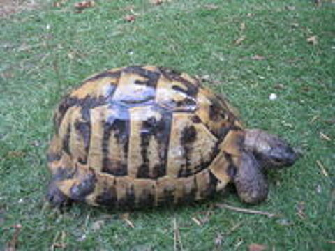   beau  Mâle tortue adulte 
