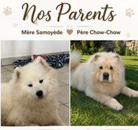   samoyède chow-chow 