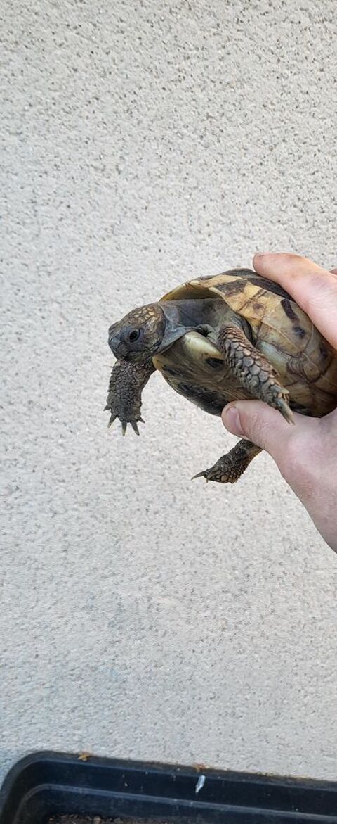 Tortue hermann 8 ans 160 80350 Mers-les-bains