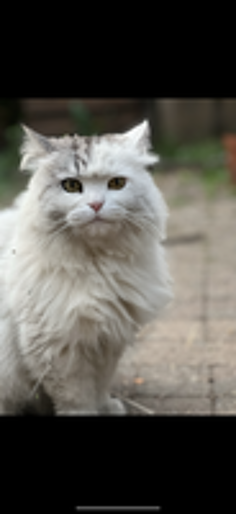   DISPARITION CHAT POILS LONG BLANC  