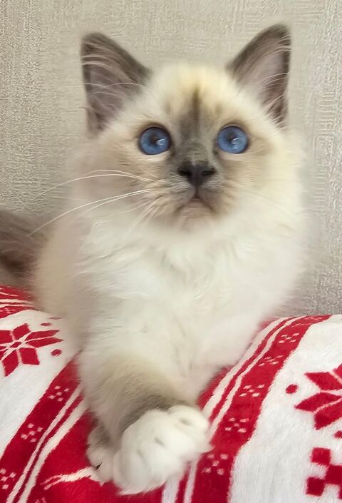 MAGNIFIQUES CHATONS SACRE DE BIRMANIE, LIVRAISON 1000 22250 rac