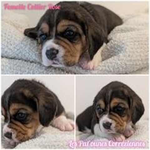   Magnifiques petits beagles  