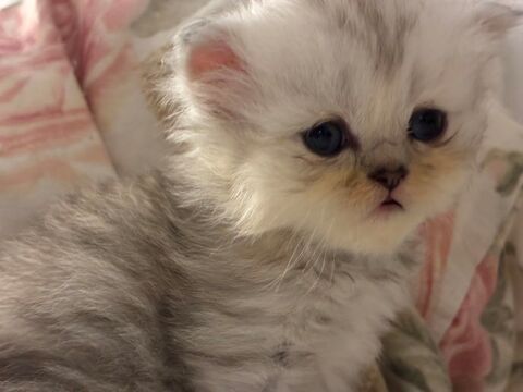 Chaton persan disponible 650 70160 Mersuay