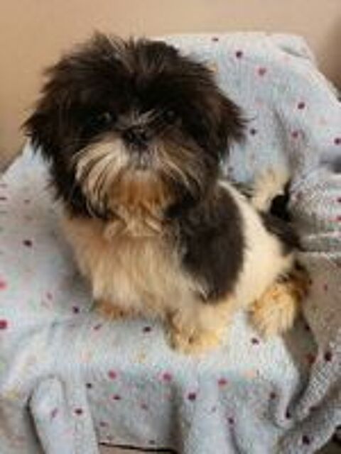   Shih tzu couleur bleu 