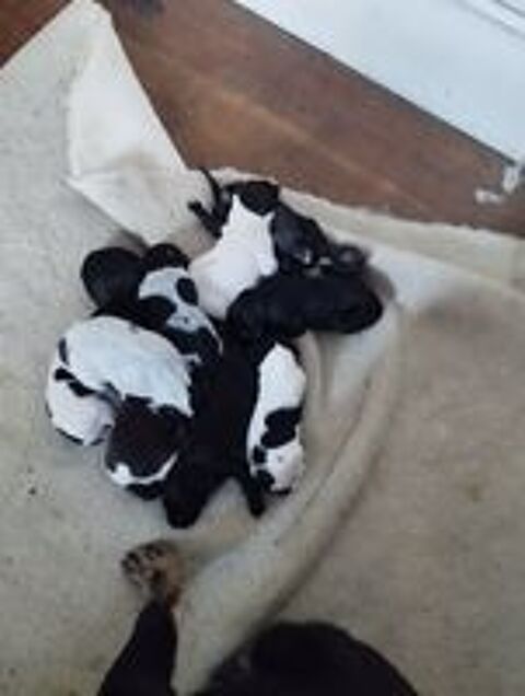   Jolis chiots Drahthaar/Setter Anglais / Munsterlander 