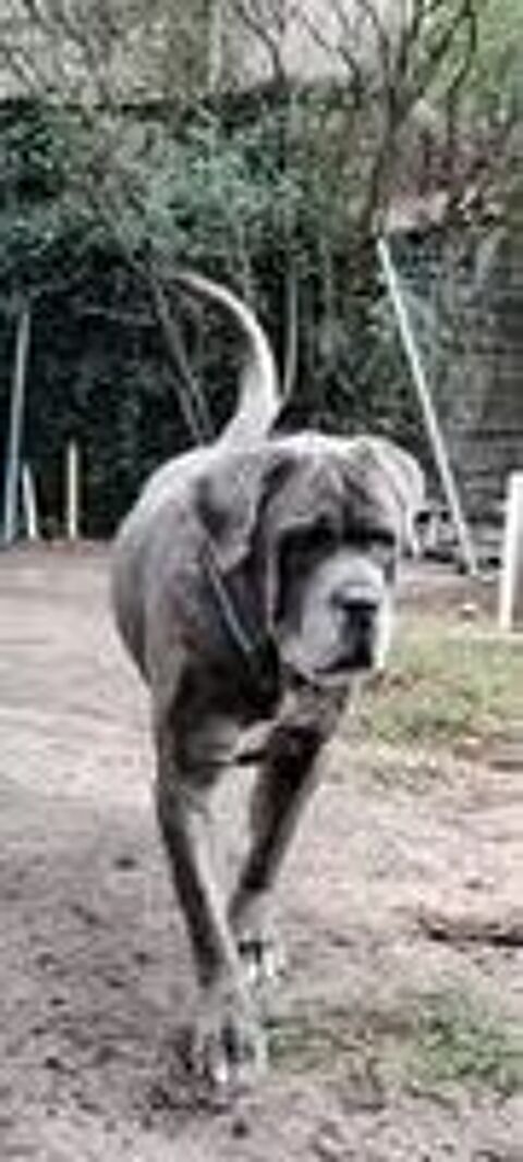   Chien NOX  l adoption 