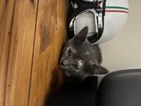   Chat BIBOU à l adoption 