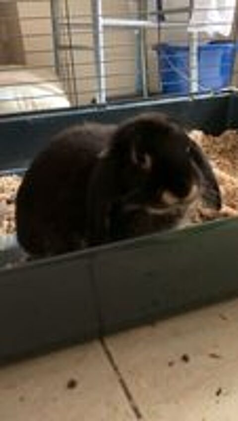   Lapin blier  