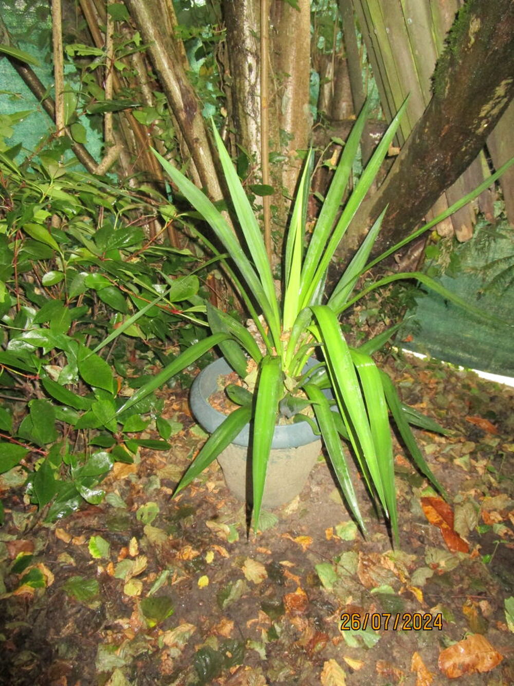 plante exotique ext&eacute;rieure yucca Jardin