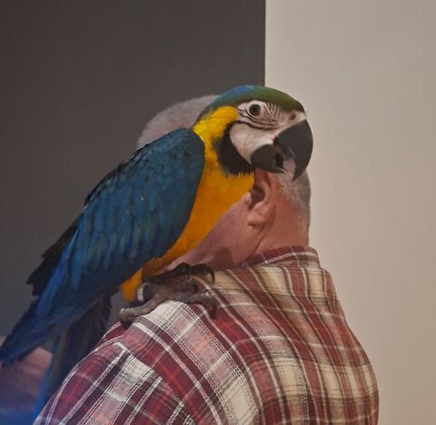 Perroquet Bleu et Jaune EAM 2025 1400 82710 Bressols