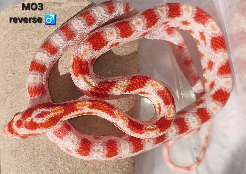   Pantherophis guttatus okeetee  