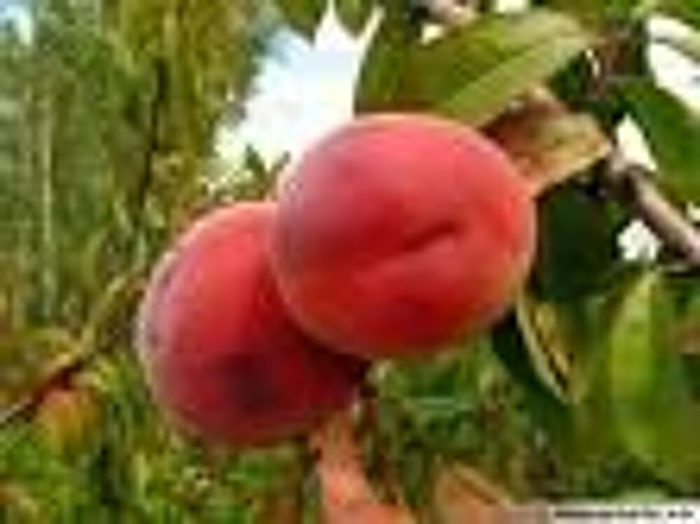 1 plant pecher,peche de vigne a chair jaune Jardin