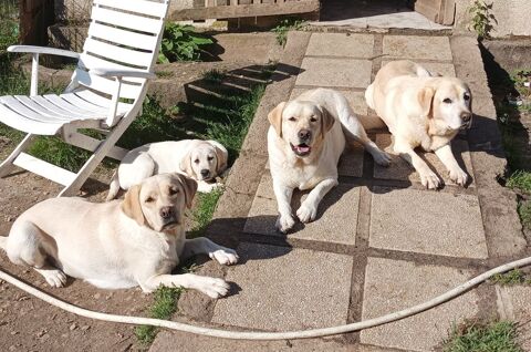 Chiots labrador lof 1350 36210 Poulaines